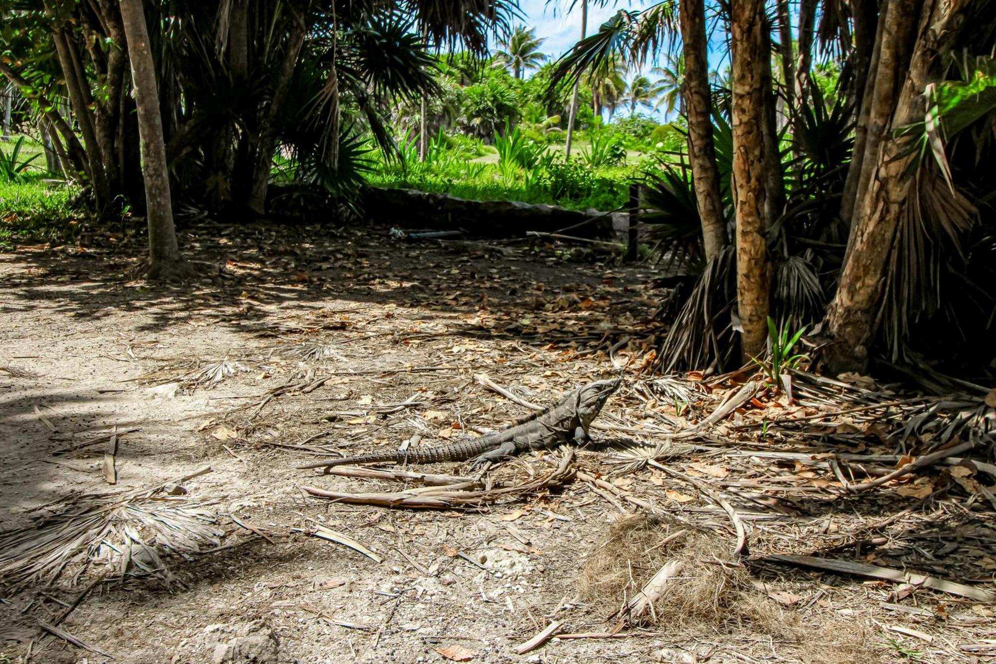 Mestiza 307 At Luum Zama, Aldea Zama Tulum Dış mekan fotoğraf